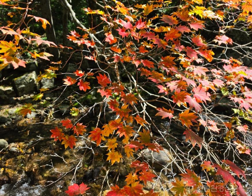 점봉산 단풍 01.jpg