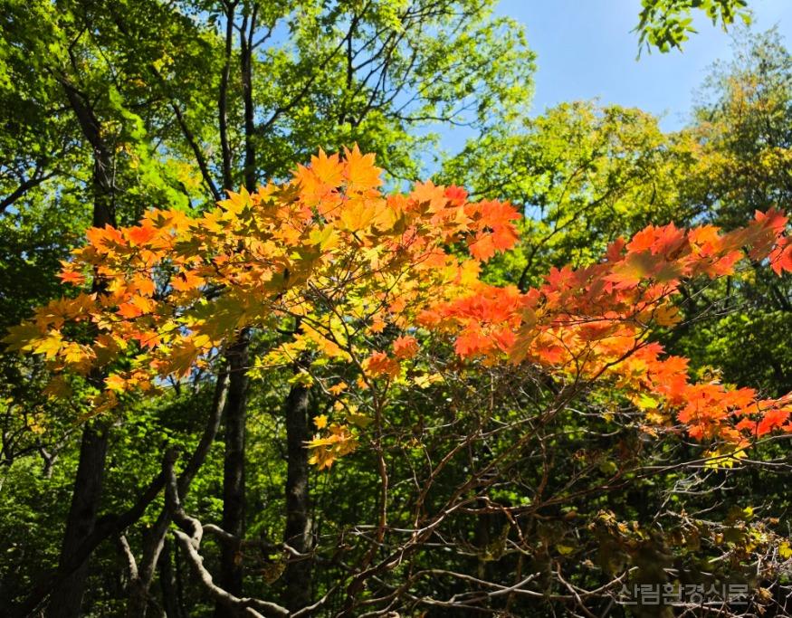 점봉산 단풍02.jpg