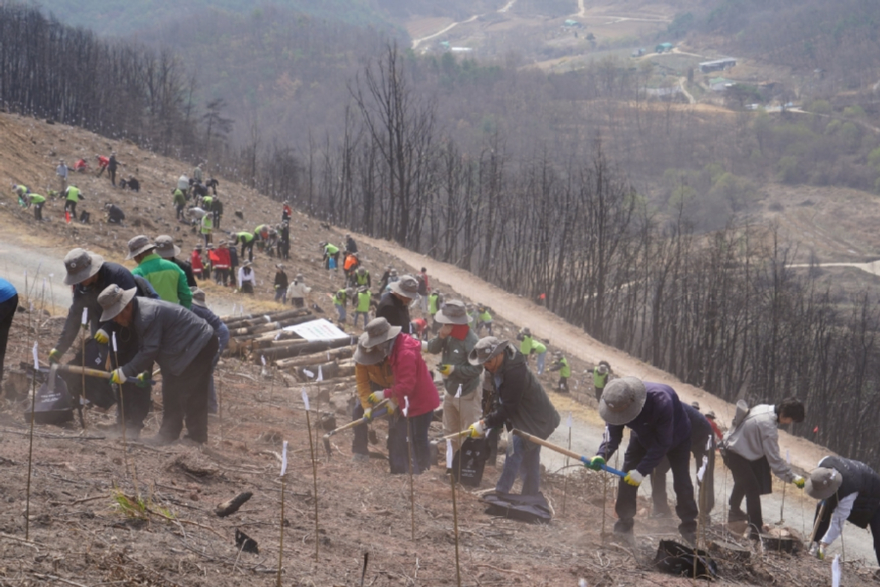 사진3.제81회 식목일을 앞두고 경상북도 안동시에서 열린 ‘치유와 회복’의 나무심기 행사에서 참가자들이 나무를 심고 있다.jpg
