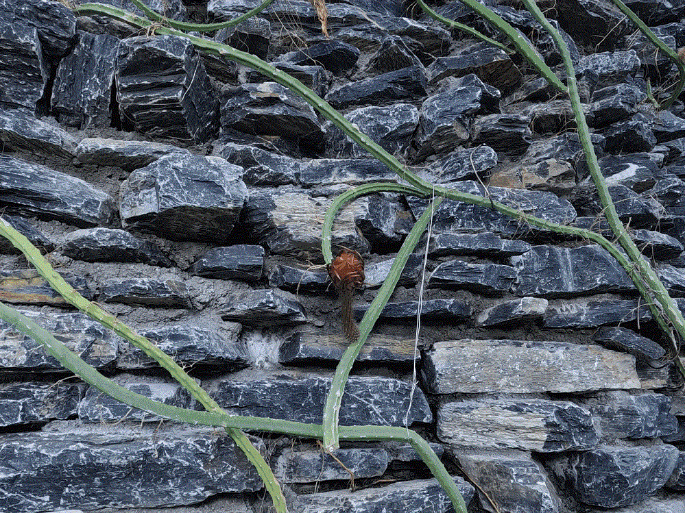 셀레니케레우스 그란디플로루스(Selenicereus grandiflorus).gif