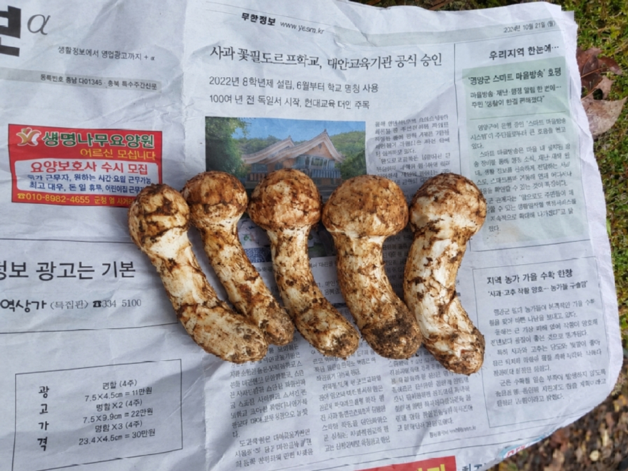 송이사진 2 - 복사본.jpg